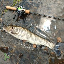 琵琶湖流入河川で釣りまくる